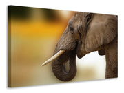 Vászonképek Elephant Close up