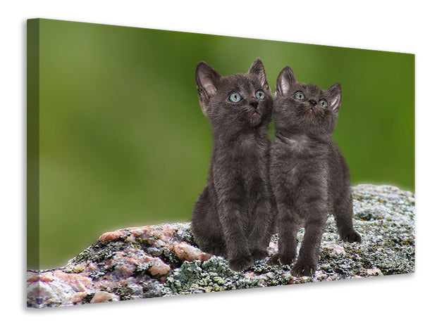 Vászonképek 2 black cats babies