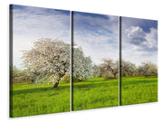 3 darab Vászonképek Apple Tree Garden
