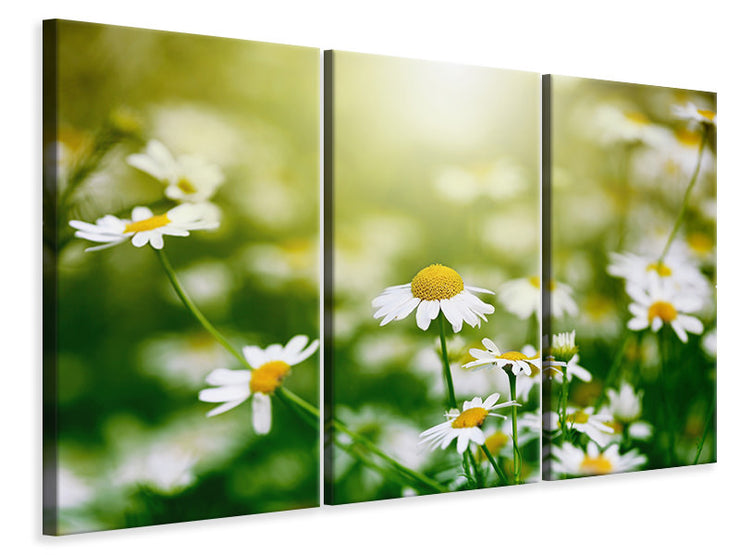 3 darab Vászonképek The Daisy