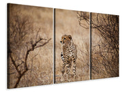 3 darab Vászonképek Elegant Cheetah