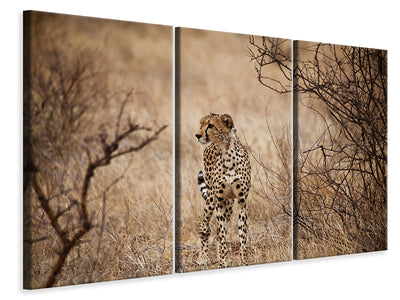 3 darab Vászonképek Elegant Cheetah