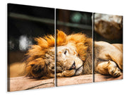 3 darab Vászonképek Relaxed Lion