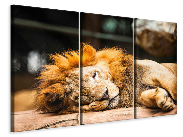 3 darab Vászonképek Relaxed Lion