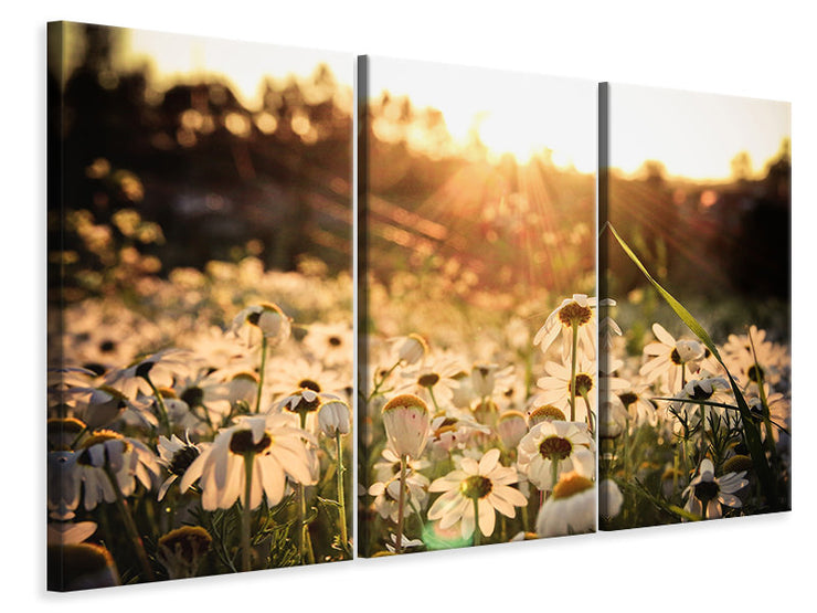 3 darab Vászonképek Daisies At Sunset