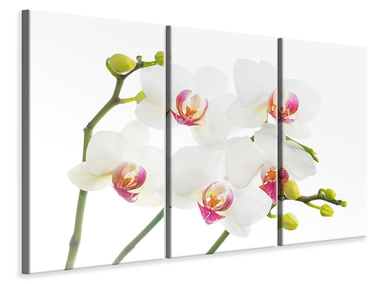 3 darab Vászonképek Orchids Love