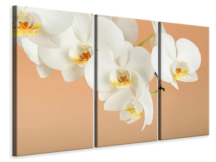 3 darab Vászonképek White Orchid Flowers