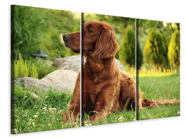 3 darab Vászonképek Attentive Irish Setter