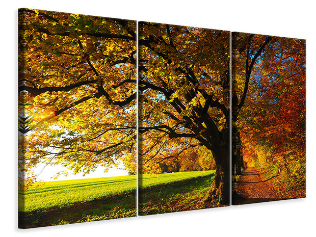 3 darab Vászonképek Trees in the autumn