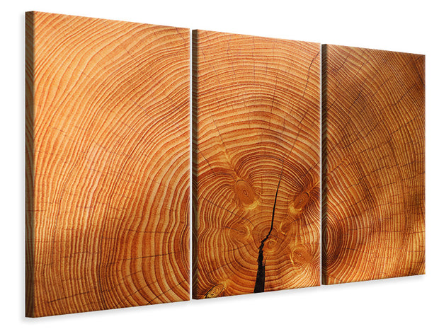 3 darab Vászonképek tree rings