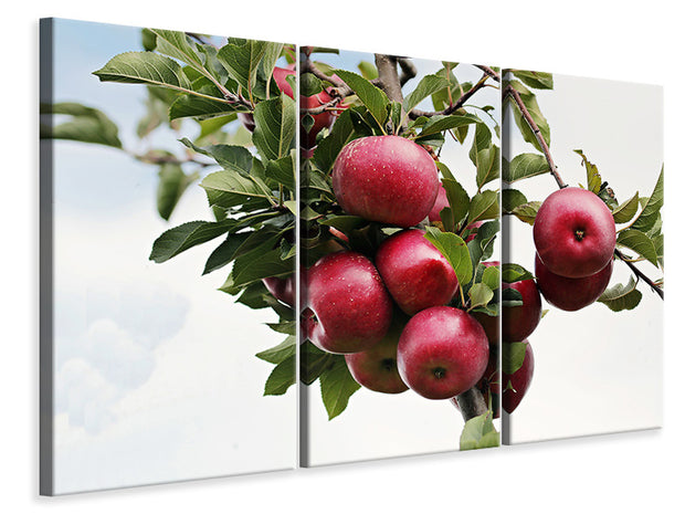 3 darab Vászonképek Close up apple tree