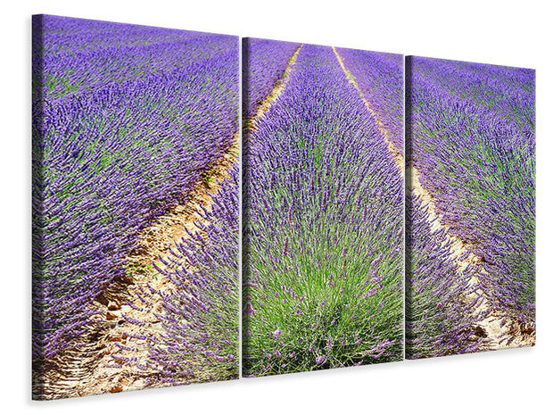 3 darab Vászonképek The lavender field