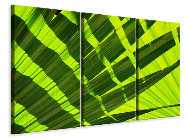 3 darab Vászonképek The palm leaf in XL