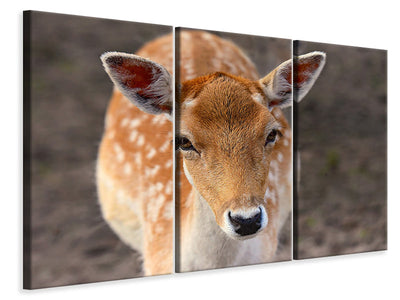 3 darab Vászonképek The fallow deer