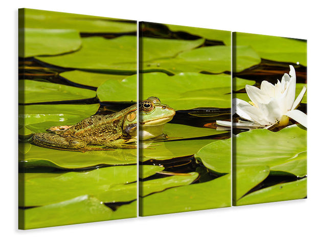 3 darab Vászonképek The frog and the water lily