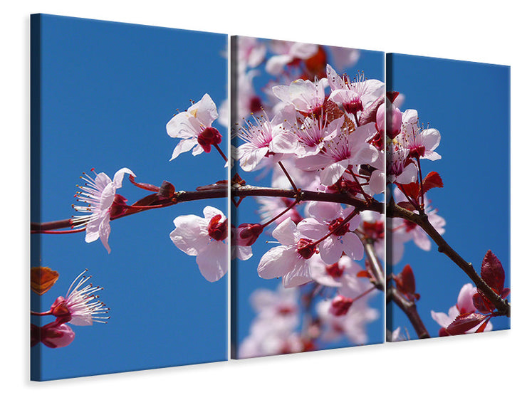 3 darab Vászonképek The almond blossom