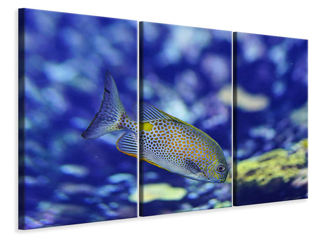 3 darab Vászonképek A fish in the aquarium