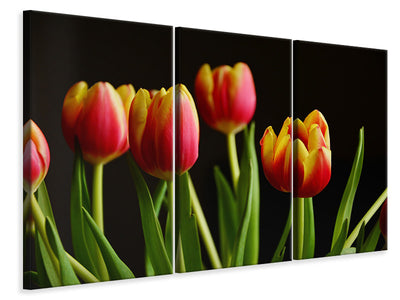 3 darab Vászonképek Colorful tulips