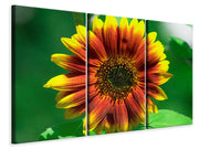 3 darab Vászonképek Colorful sunflower