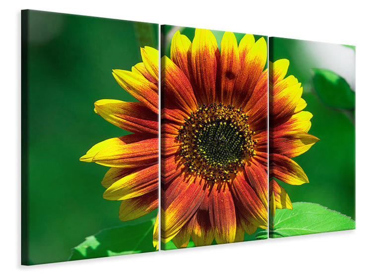 3 darab Vászonképek Colorful sunflower