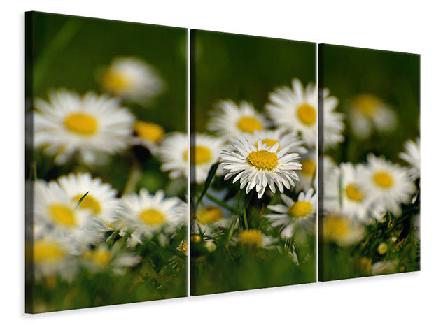 3 darab Vászonképek Daisies XL 2