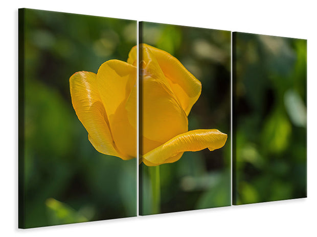 3 darab Vászonképek Yellow tulip XL