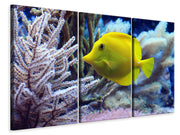 3 darab Vászonképek Yellow doctor fish XL