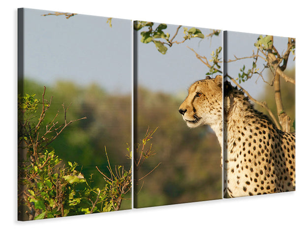 3 darab Vászonképek Cheetah in nature