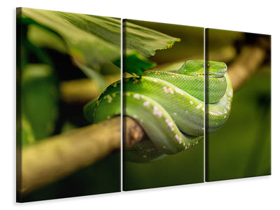3 darab Vászonképek Green snake