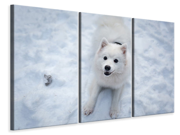 3 darab Vászonképek Dogs joy in the snow