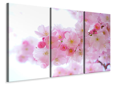 3 darab Vászonképek Japanese cherry blossom XL