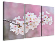 3 darab Vászonképek Cherry Blossoms XXL