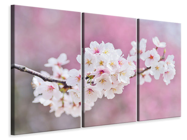 3 darab Vászonképek Cherry Blossoms XXL