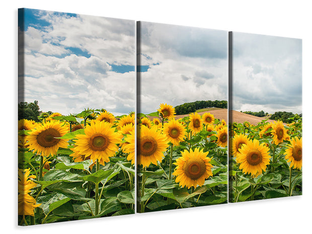 3 darab Vászonképek Landscape with sunflowers