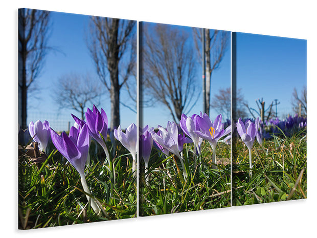 3 darab Vászonképek Purple crocus in nature