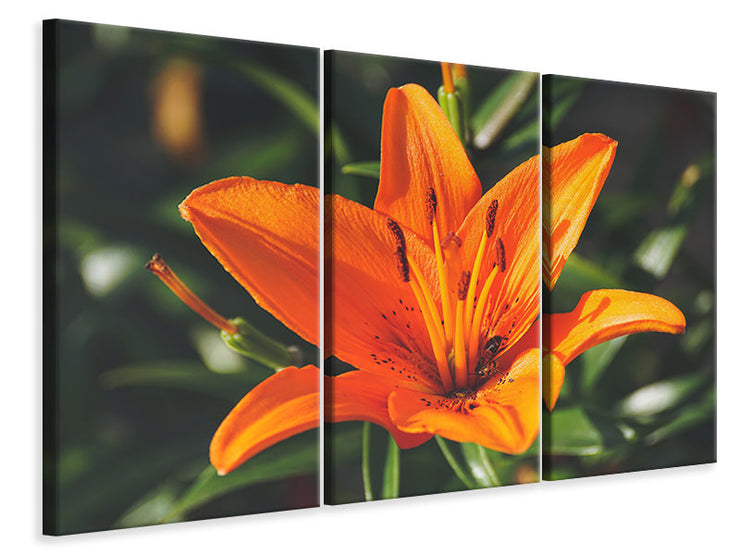 3 darab Vászonképek Lilies blossom in orange XL