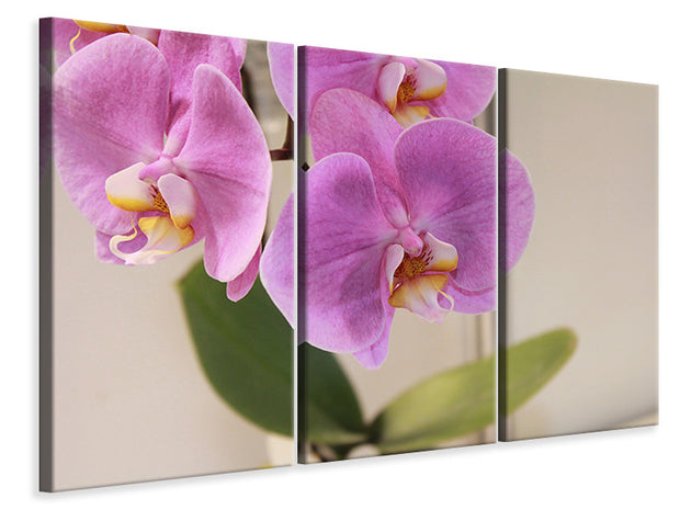 3 darab Vászonképek Orchids with purple flowers in XL