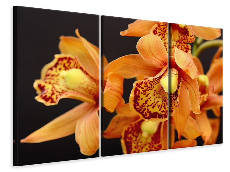 3 darab Vászonképek Orchids with orange flowers