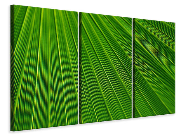 3 darab Vászonképek Palm stripe 1