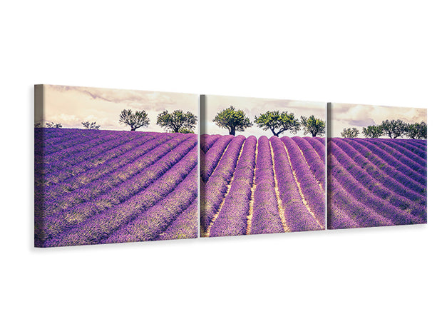 3 darab Vászonképek Panoramic The Lavender Field