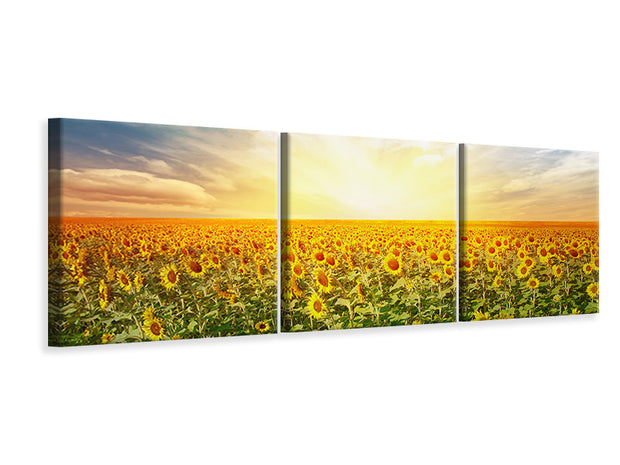 3 darab Vászonképek Panoramic A Field Full Of Sunflowers