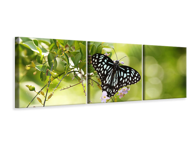 3 darab Vászonképek Panoramic Papilio Butterfly XXL