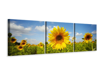 3 darab Vászonképek Panoramic Summer Sunflowers