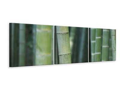 3 darab Vászonképek Panoramic Bamboo in XXL