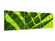 3 darab Vászonképek Panoramic The palm leaf in XL