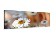 3 darab Vászonképek Panoramic Daisies XL