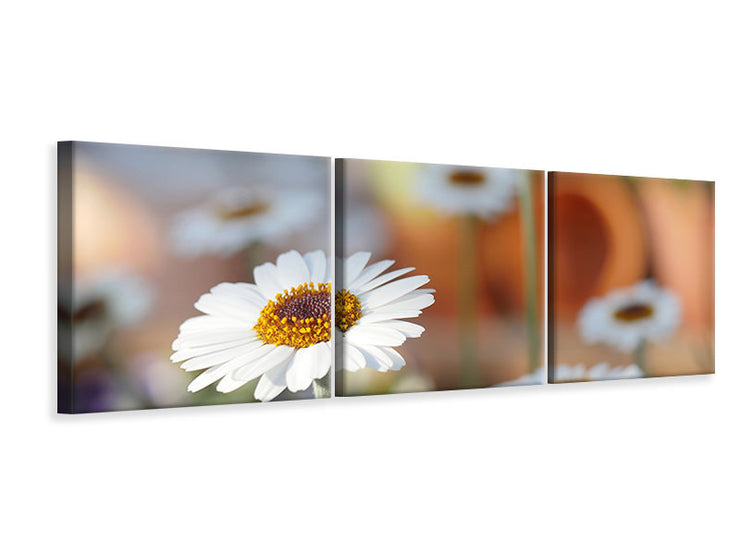 3 darab Vászonképek Panoramic Daisies XL