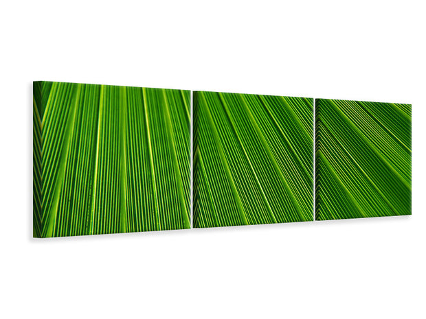 3 darab Vászonképek Panoramic Palm stripe 1
