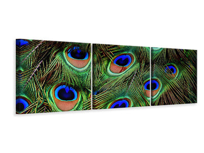 3 darab Vászonképek Panoramic Peacock feathers XXL