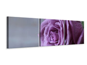 3 darab Vászonképek Panoramic Rose in purple XXL